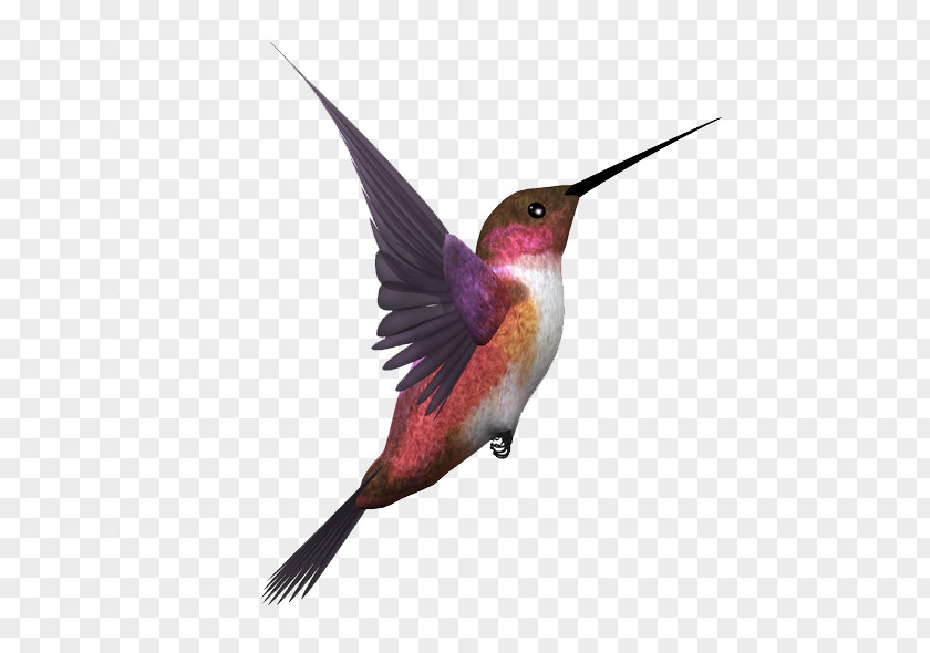 Birdsnest Illustration Hummingbird Pigeons And Doves Bird Flight PNG