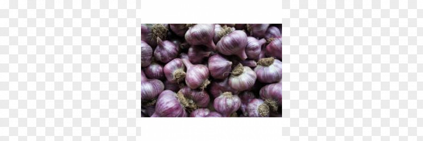 Italian Man Tasmania Cut Flowers Petal Garlic PNG