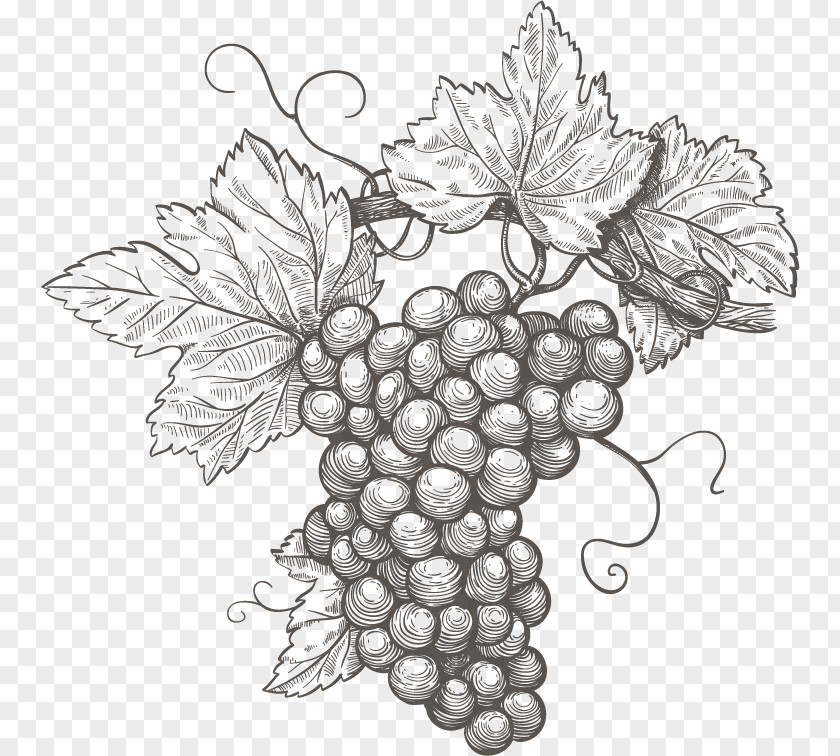 Grape Common Vine Wine Leaves PNG