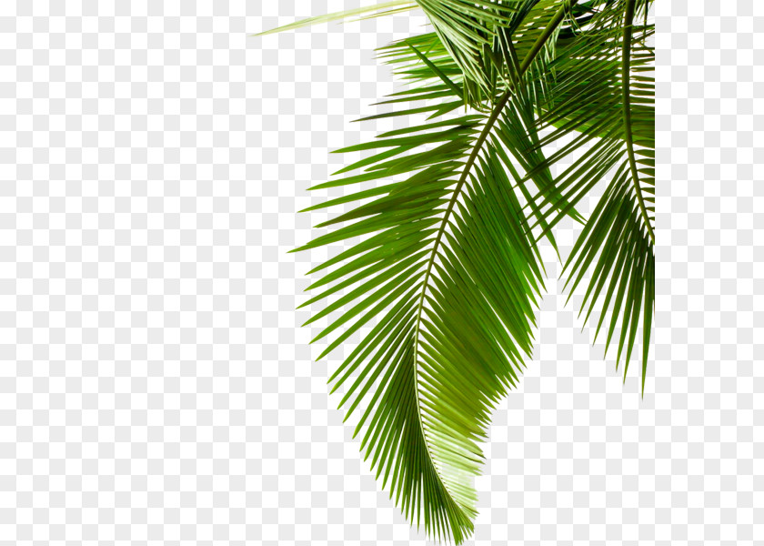 Green Palm Leaves Sago Leaf Arecaceae Stock Photography Cycad PNG