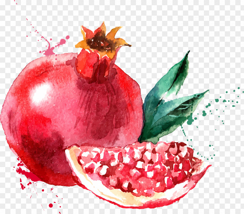 Painting Watercolor Fruit Drawing PNG
