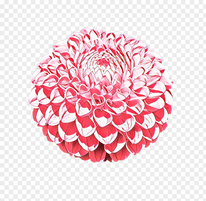 Protea Zinnia Pink Flower Cartoon PNG