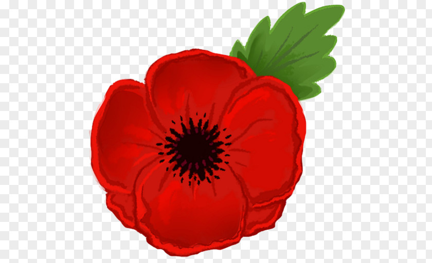 Red Poppies Remembrance Poppy Armistice Day Clip Art PNG