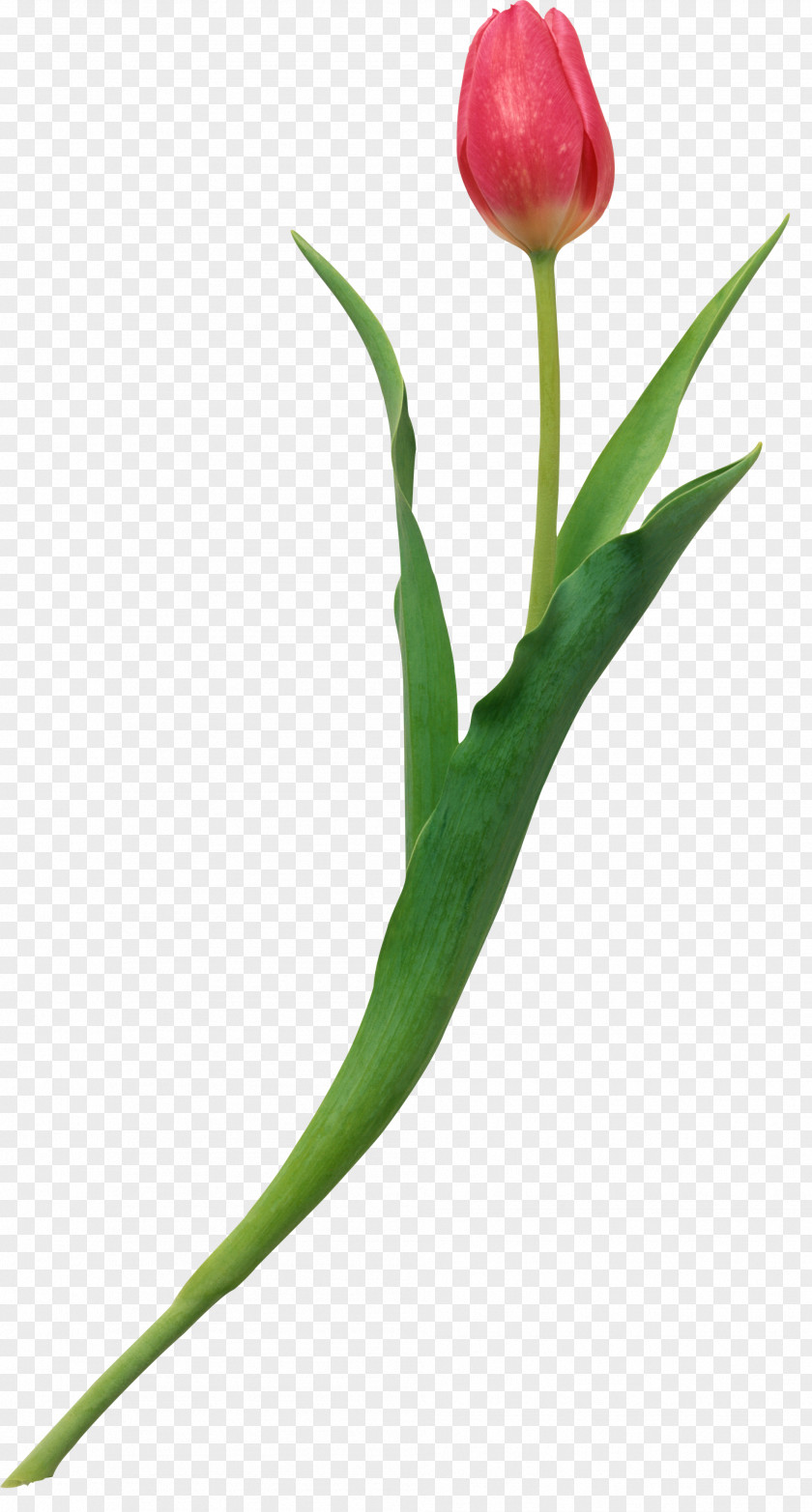 Tulip The Heart's Wisdom: A Practical Guide To Growing Through Love Cut Flowers Plant Stem Bud PNG
