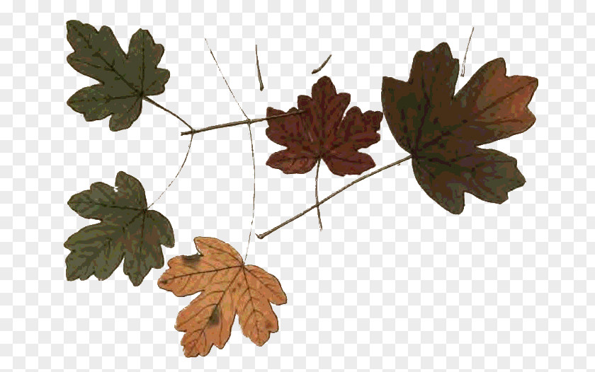 Autumn Maple Leaf Northern Hemisphere Photography PNG