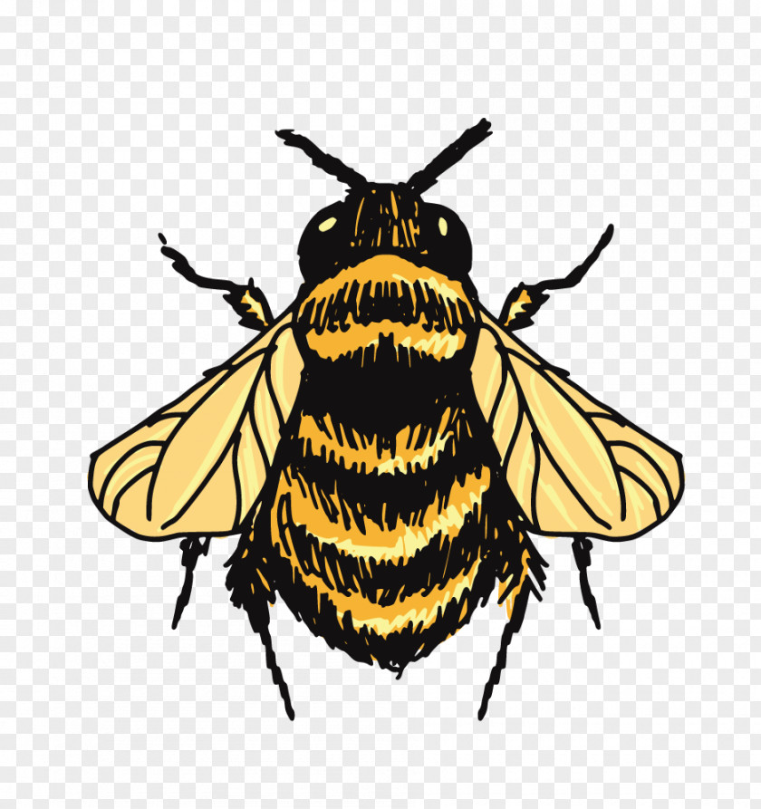 Bee Tops Bumblebee Drawing Sketch PNG
