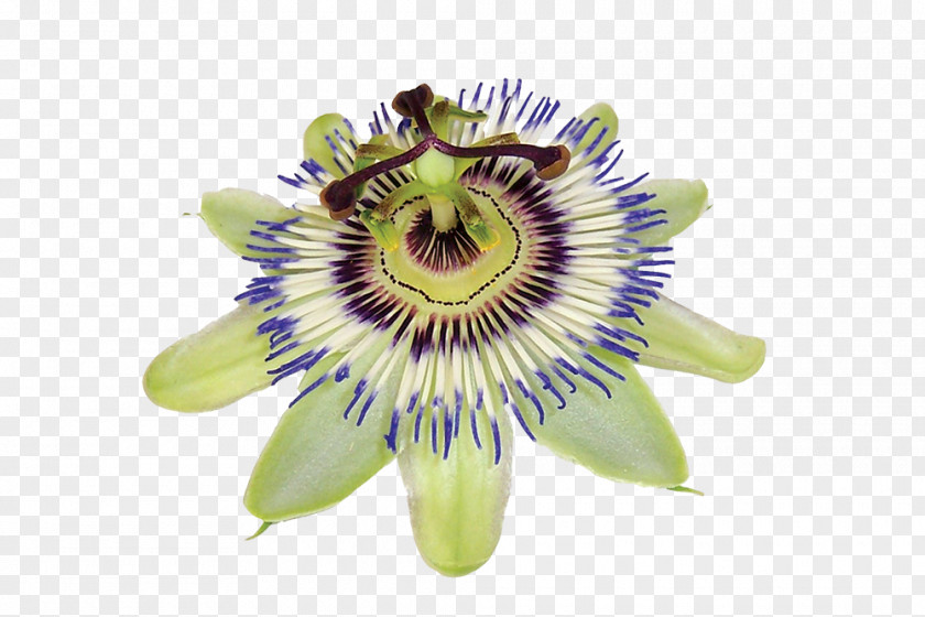 Passion Fruit Purple Passionflower Dietary Supplement Passiflora Caerulea Giant Granadilla Extract PNG
