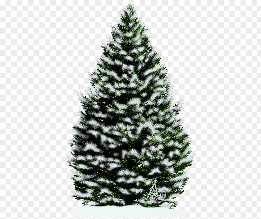 Snow Branches Spruce Christmas Tree Ornament Fir PNG