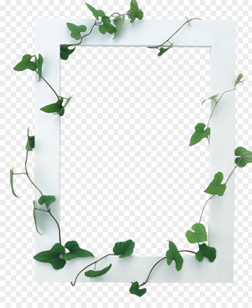 Vines Are Available For Free Download Picture Frames PNG