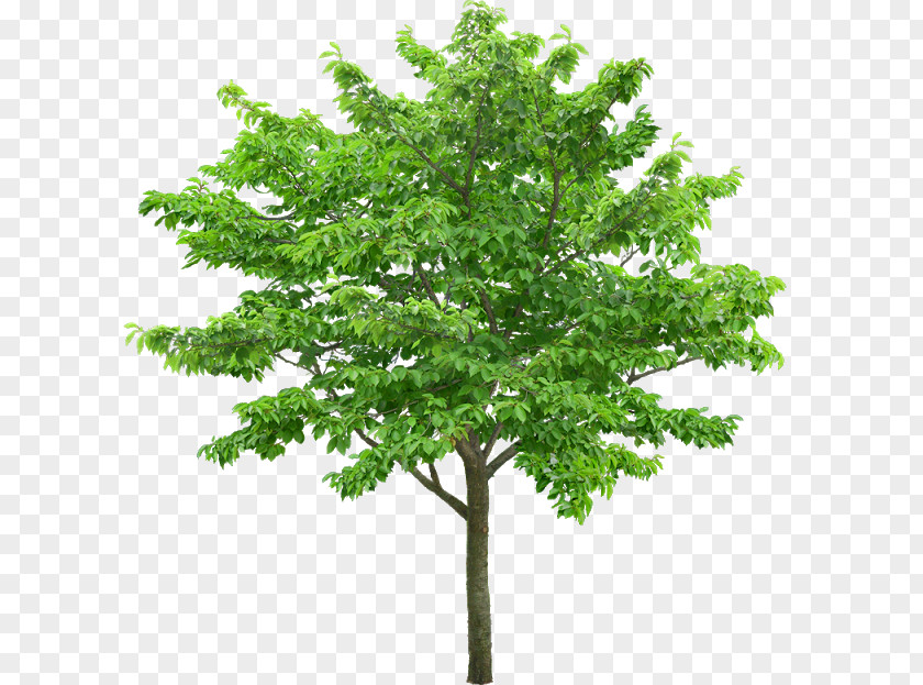 Arboles Learn About Trees Stock Photography PNG