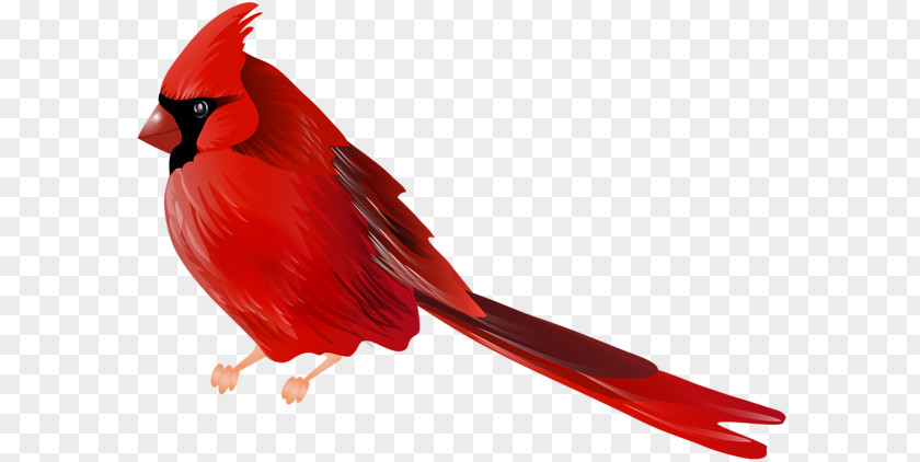 Bird Northern Cardinal Clip Art PNG