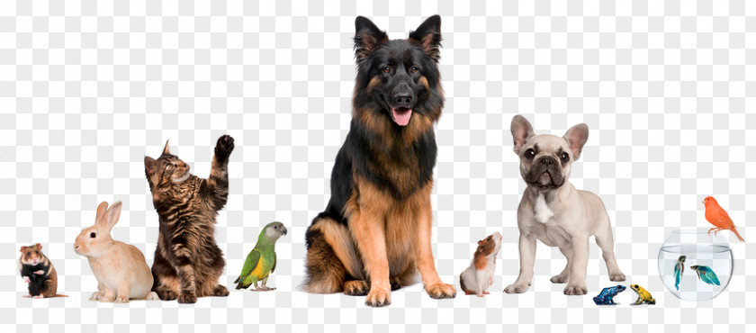 Dogs And Cats Pet Sitting Dog Cat Shop PNG