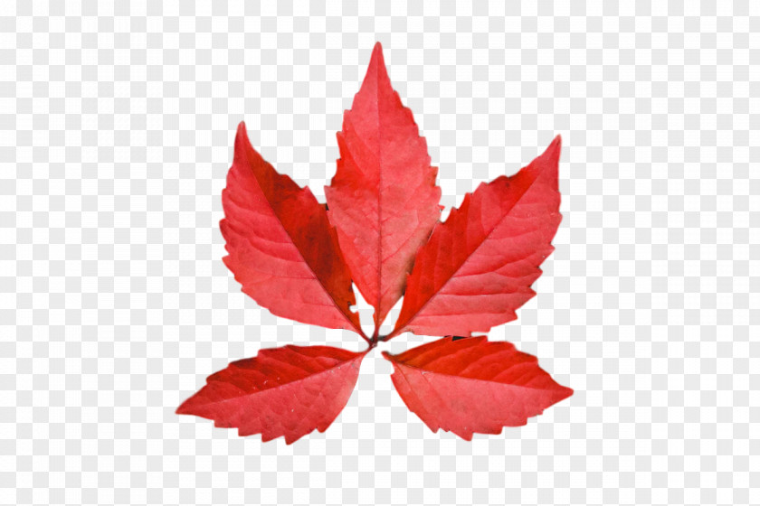 Leaf Maple / M Petal M-tree Tree PNG