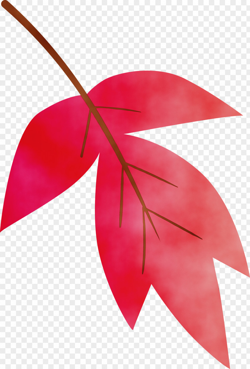 Leaf Red Plant Tree Anthurium PNG