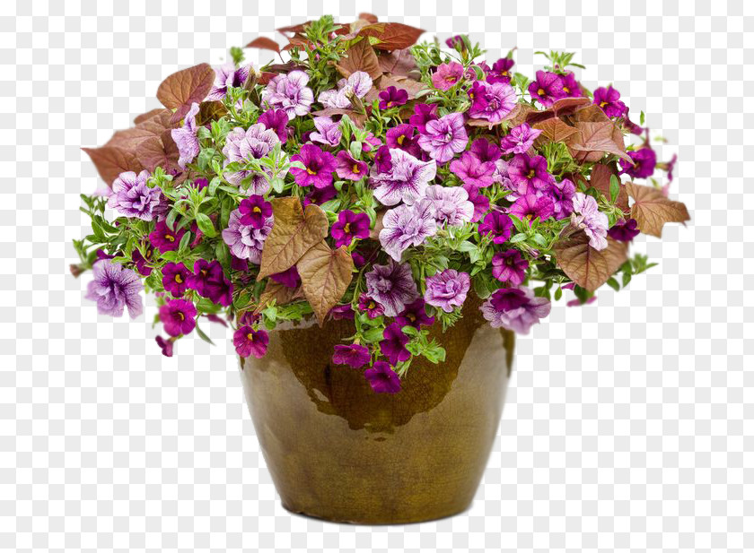 Plant Calibrachoa Garden Petunia Annual PNG