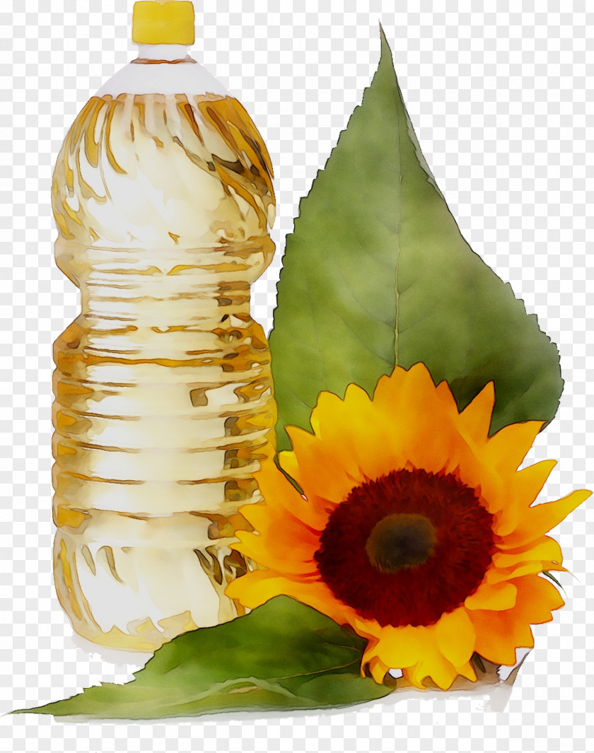 Common Sunflower Oil Vegetable Seed PNG