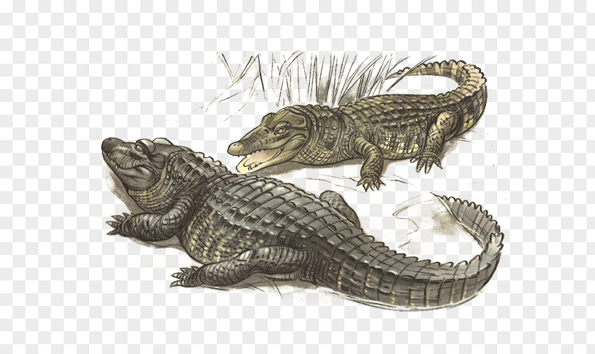 Crocodile Nile American Alligator Fauna PNG