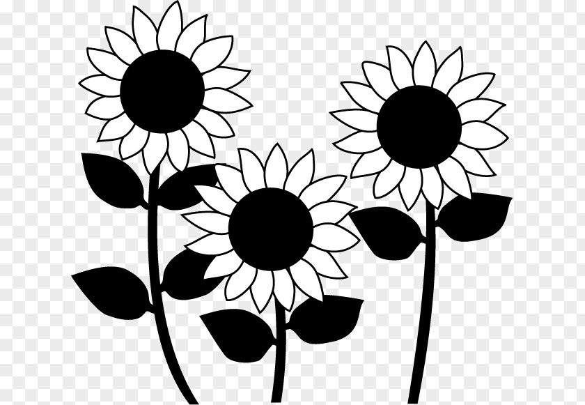Design Common Sunflower Black And White Monochrome Painting PNG
