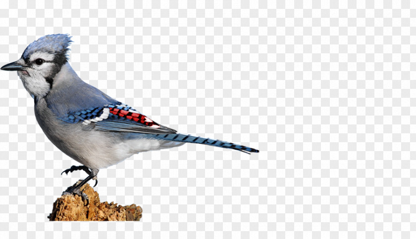 Feather Blue Jay Finches Beak Wildlife PNG