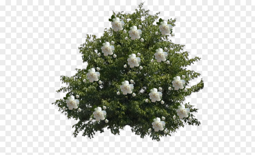 Flower Tree Arabian Jasmine Shrub Plant PNG