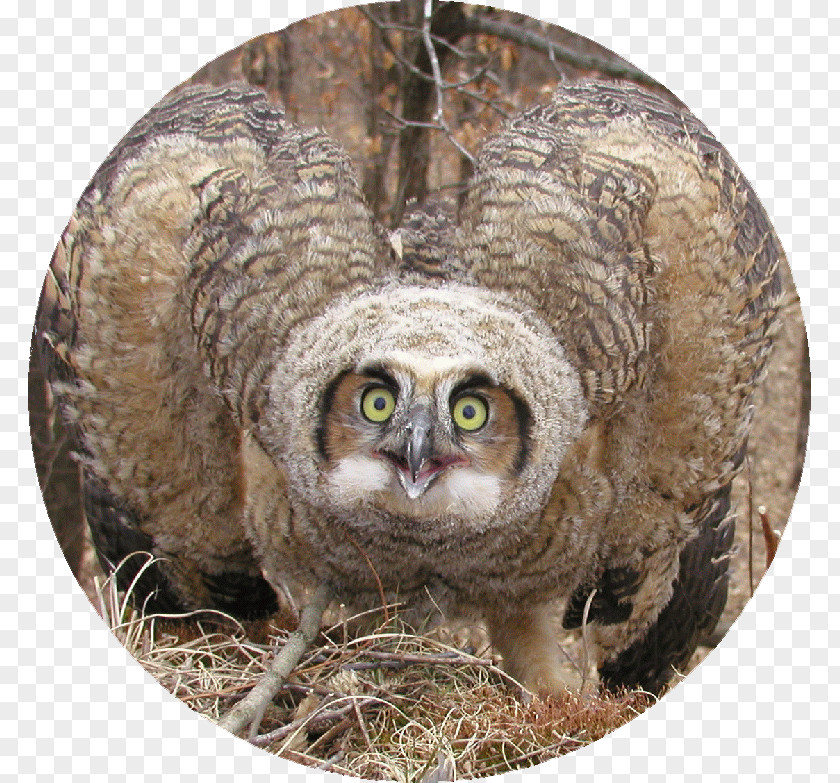 Great Horned Owl PNG
