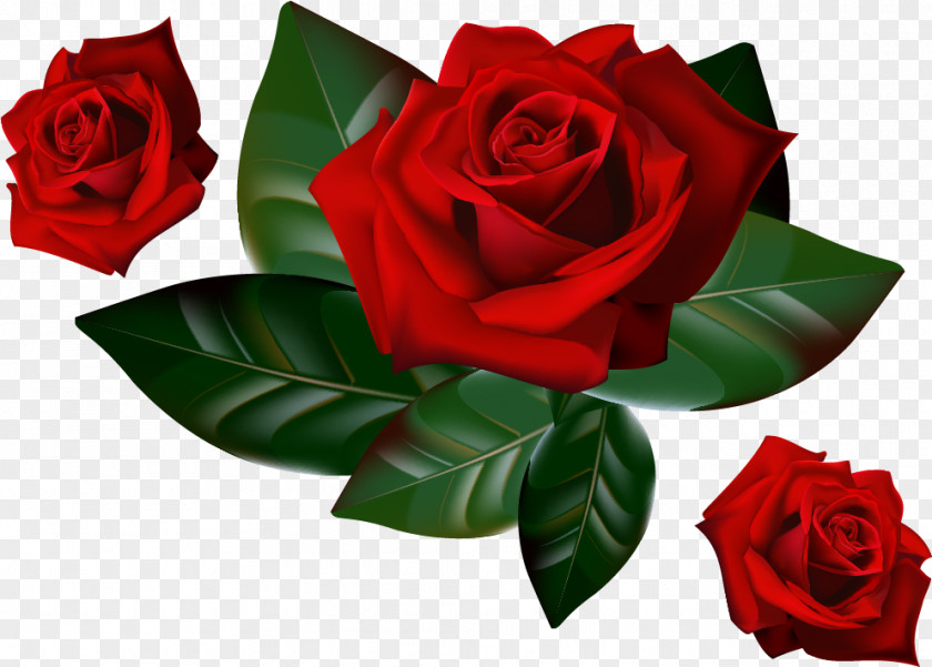 Red Rose Decorative Desktop Wallpaper Clip Art PNG