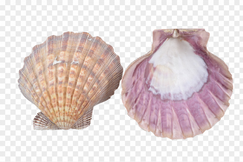 SEA SHELL Clam Seashell Cockle Oyster Mussel PNG