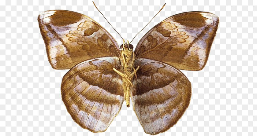 Silkworm Butterfly Brush-footed Butterflies Pieridae Insect PNG
