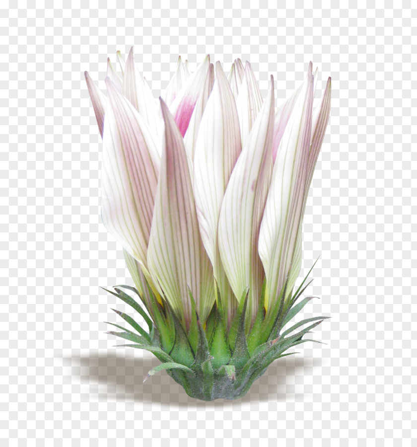 Flower Bouquet Floral Design Sugarbushes PNG