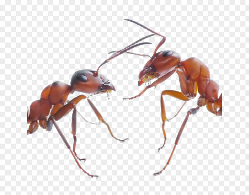 Insect The Ants Ant Colony Black Garden PNG