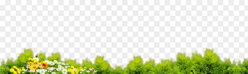 Plant Lawn Energy Grasses Green Wallpaper PNG