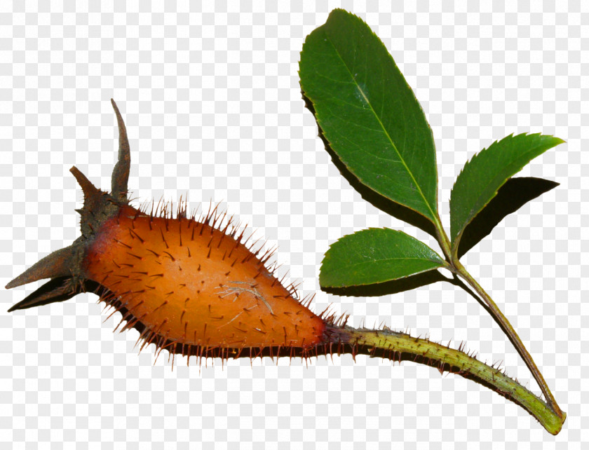 RISE Leaf Organism Invertebrate Pest PNG