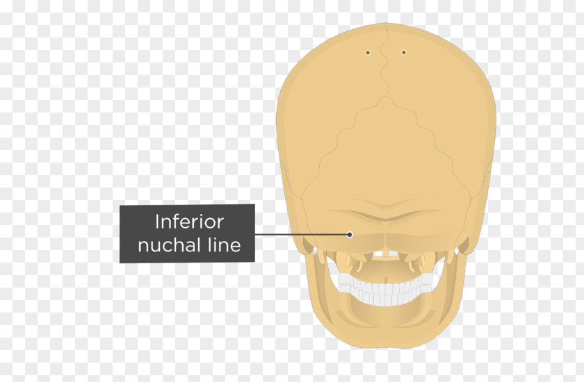Skull Nuchal Lines Occipital Bone Plane External Protuberance Ligament PNG