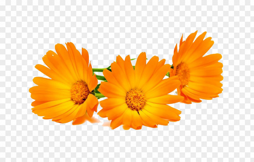 Three Marigold High-definition Pictures Calendula Officinalis Stock Photography PNG