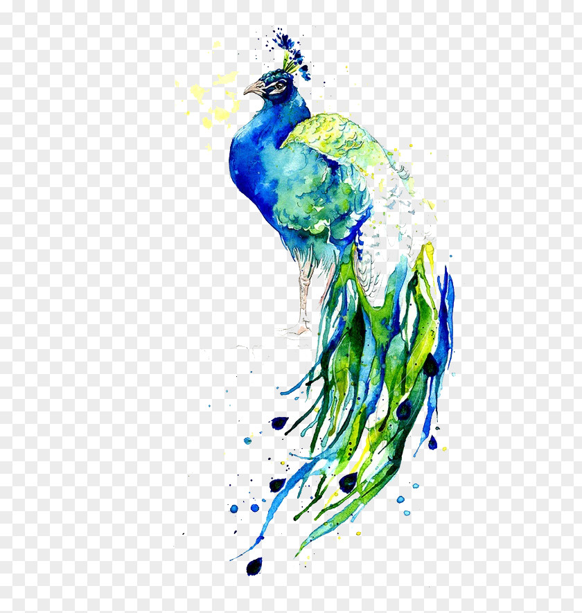 Blue Peacock PNG peacock clipart PNG