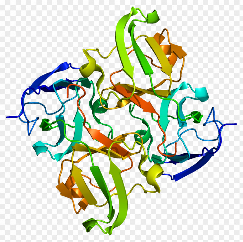 CRYBB1 Photopsin Crystallin Protein Wikipedia PNG