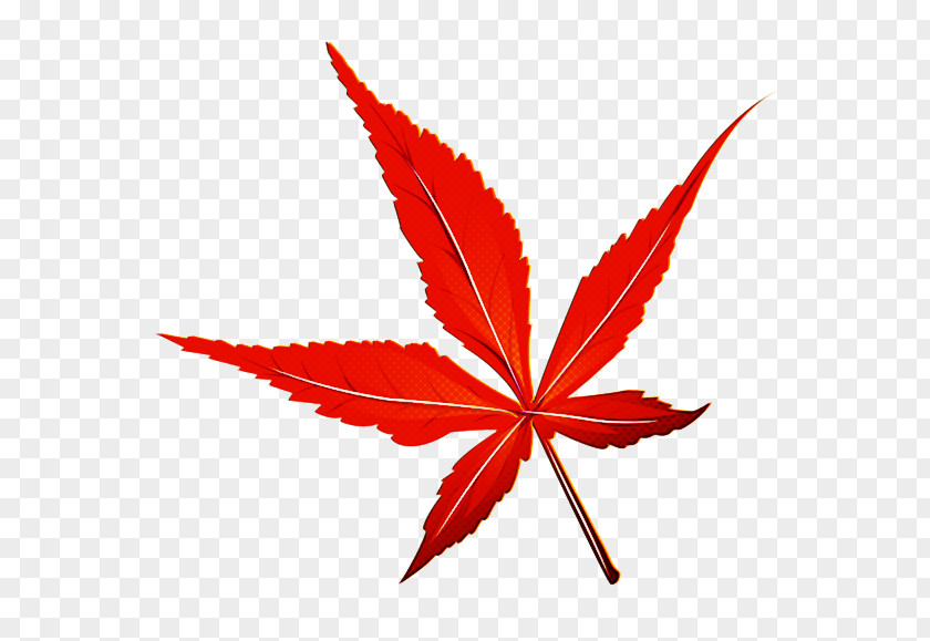 Maple Leaf PNG