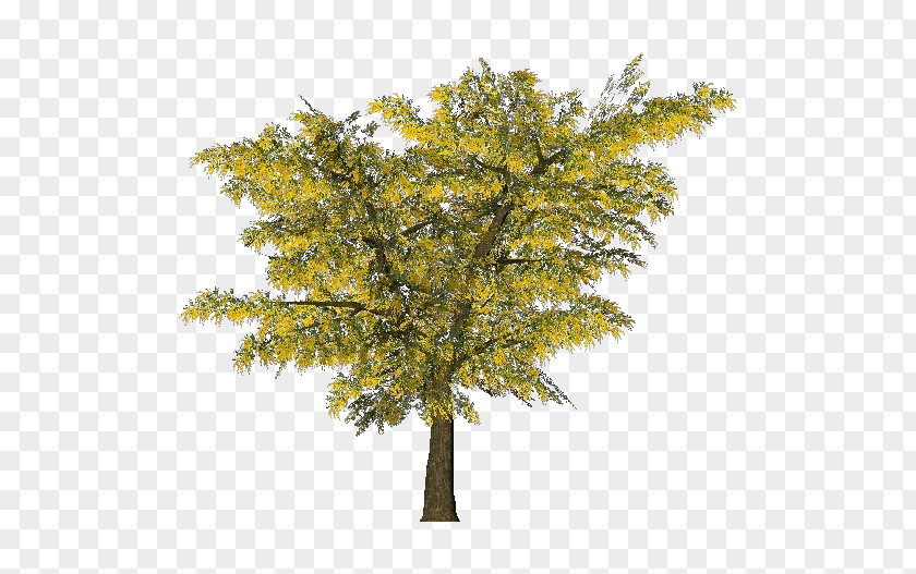 Mimosa Tree Acacia Dealbata Ornamental Plant Branch PNG