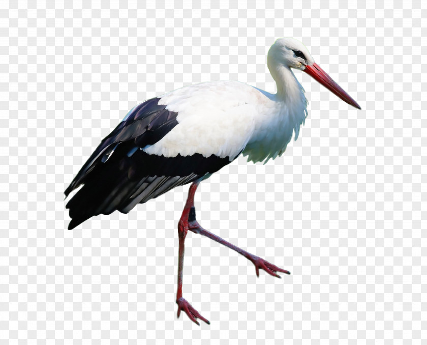 Stork White Marabou PNG