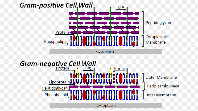 Bacteria Cell Bacterial Structure Wall Gram-positive Gram-negative PNG