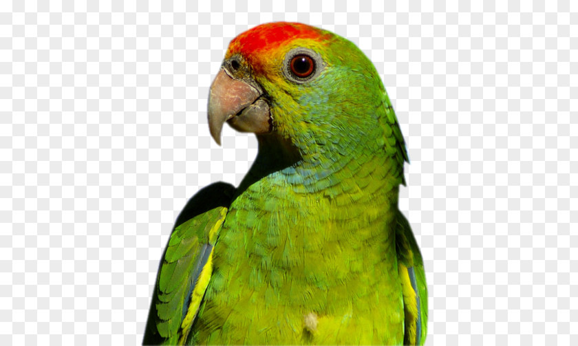 Bird Red-browed Amazon Budgerigar Macaw Companion Parrot PNG