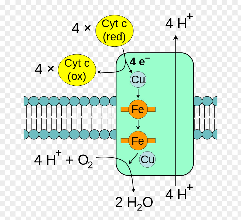 Complex Vector Cytochrome C Oxidase Electron Transport Chain Mitochondrion PNG