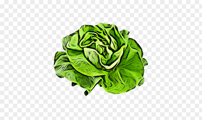 Green Leaf Cabbage Vegetable Lettuce PNG