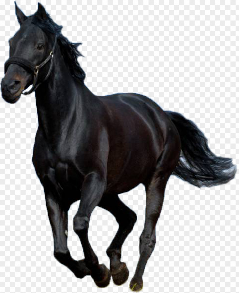 Mustang Thoroughbred Andalusian Horse Friesian Stallion Lipizzan PNG