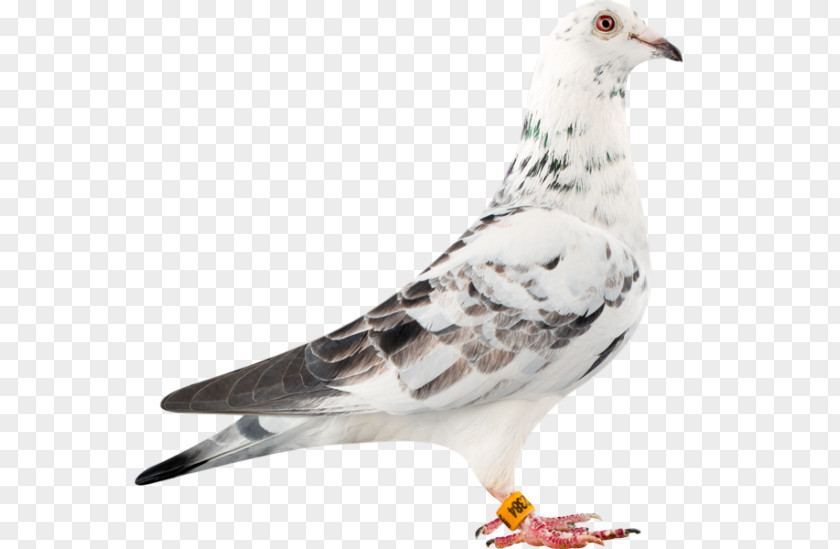 Pigeon Racing Homer Columbidae Bird Loft PNG