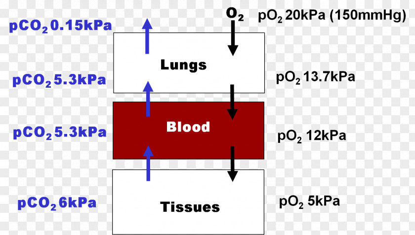 Proteins Hemoglobin Molecular Binding Cellular Respiration Protein Lung PNG