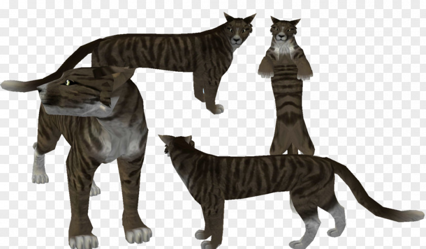 Toyger Oriental Shorthair British Tabby Cat Tortoiseshell PNG