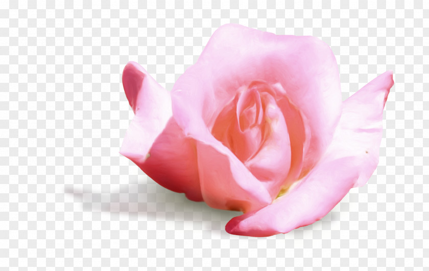 3d Pink Garden Roses Cabbage Rose Petal Cut Flowers M PNG