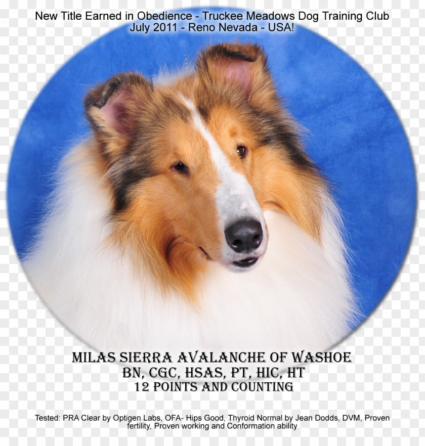 Accomplishment Rough Collie Shetland Sheepdog Dog Breed Old English 1012 WX PNG