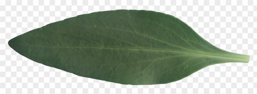 Banana Leaf Texture Green PNG